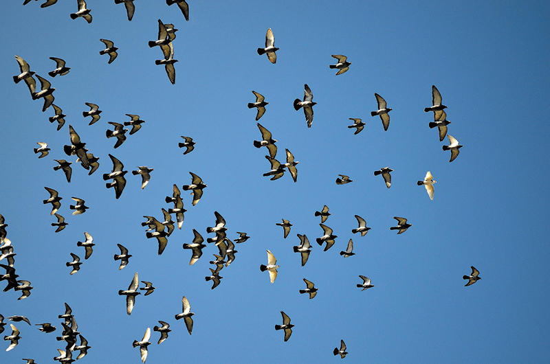 Pigeons by Sanjeev Sethi