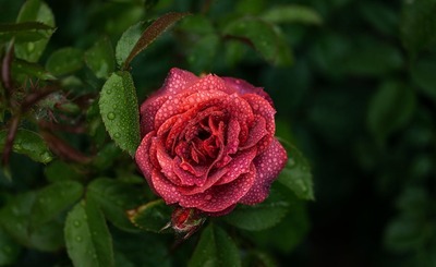 When Love First Bloomed and other poems by Pramod Rastogi