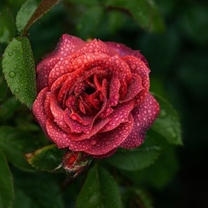 Rose-love-blooms-pramod-rastogi-top.jpg