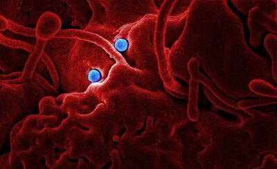Epidemic: A short story by Aditya Kushwaha