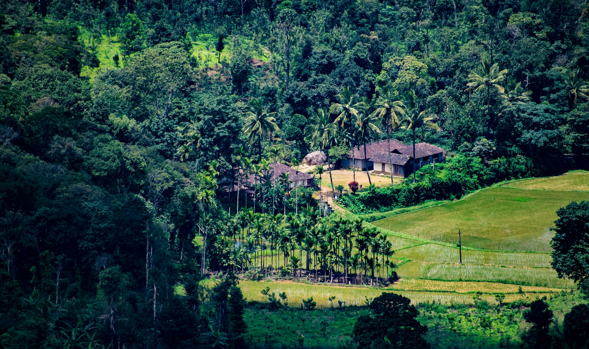 In Kodagu’s sacred groves, an ancient ‘social fence’ of faith is struggling to hold