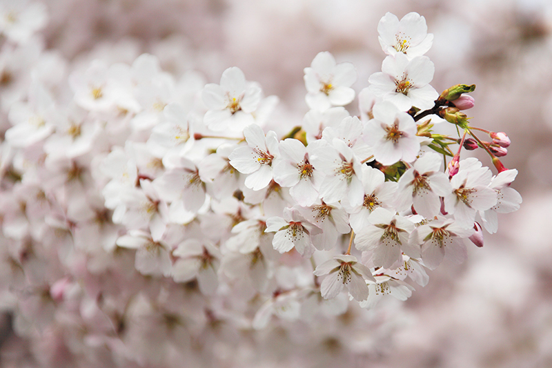 Blossoms and other poems