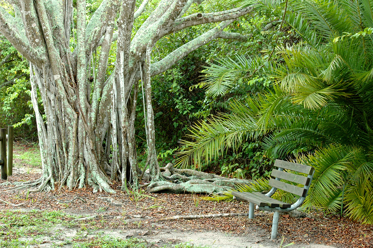 Banyan Tree and other poems