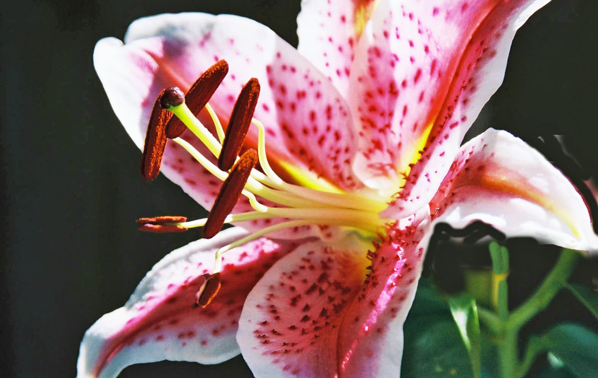 The Bruised Lips of the Lilies and other poems