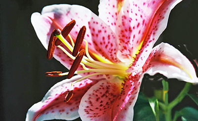 The Bruised Lips of the Lilies and other poems