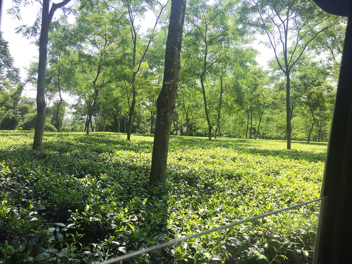 In Search of Wildlife Around Tea Gardens