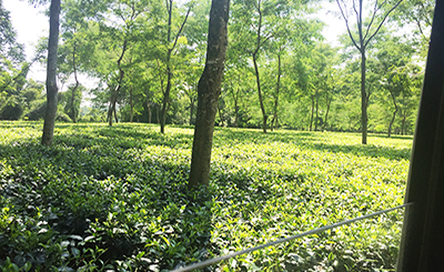 In Search of Wildlife Around Tea Gardens
